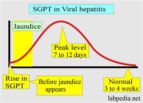 normal range danger level of sgpt and sgot|What Do High Levels Of SGOT/SGPT In A Liver Test Mean  .